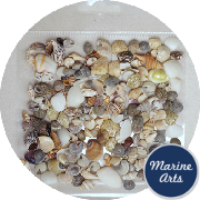 8166-P8 - Craft Pack - Assorted Mini Craft Shells (Approx 300 Number *)